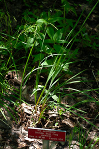 Iris prismatica (slender blue flag, blue flag, slender blue iris)
