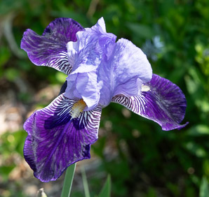 Iris versicolor (blue flag, harlequin blueflag, large blue flag, northern blue iris)