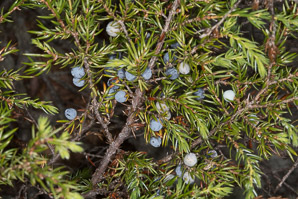 Juniperus communis (berkshire common juniper, common juniper, ground juniper)