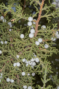 Juniperus osteosperma (Utah juniper)