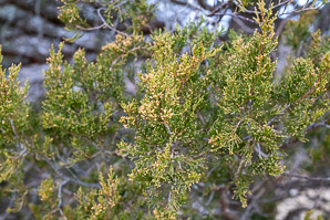 Juniperus virginiana (Eastern redcedar, red cedar, eastern juniper, red juniper, pencil cedar, eastern red cedar)