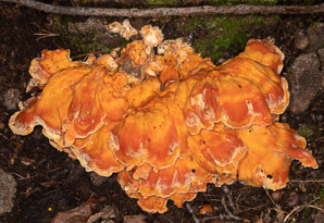 Laetiporus sulphureus (sulphur shelf, chicken of the woods, chicken mushroom, chicken fungus)
