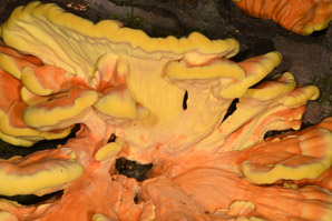 Laetiporus sulphureus (sulphur shelf, chicken of the woods, chicken mushroom, chicken fungus)
