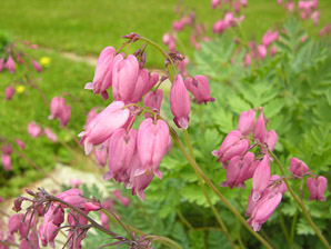 Lamprocapnos spectabilis (bleeding hearts, lyre flower, lady-in-a-bath, bleeding heart)