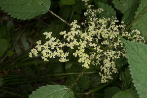 Laportea canadensis (wood nettle, Canadian woodnettle)