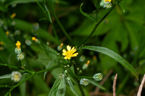 Lapsana communis (nipplewort, common nipplewort)