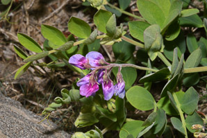 Lathyrus japonicus (beach pea, sea pea, circumpolar pea, sea vetchling)