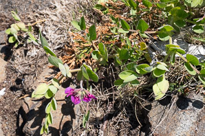 Lathyrus japonicus (beach pea, sea pea, circumpolar pea, sea vetchling)