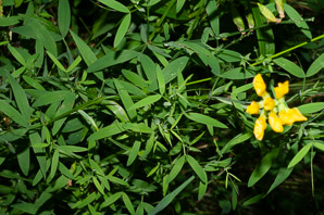 Lathyrus pratensis (meadow vetchling, yellow pea, meadow pea)