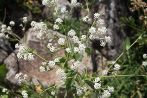 Lepidium latifolium (perennial pepperweed, tall whitetop, broadleaved pepperweed)