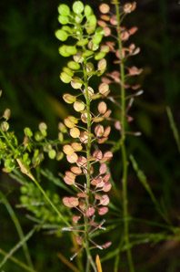Lepidium virginicum (peppergrass, Virginia pepperweed)