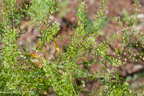 Lepidium virginicum (peppergrass, Virginia pepperweed)