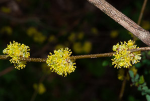 Lindera benzoin (spicebush, northern spicebush)