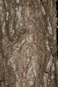 Liquidambar styraciflua (American sweetgum, redgum, sweetgum, starleaf-gum)