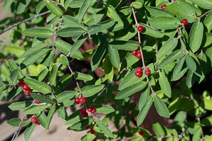 Lonicera morrowii (Morrow’s honeysuckle)