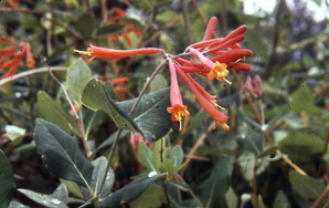 Lonicera sempervirens (trumpet honeysuckle, coral honeysuckle, woodbine)