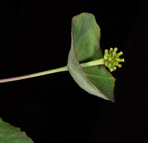 Lonicera sempervirens (trumpet honeysuckle, coral honeysuckle, woodbine)
