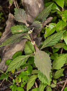 Lycopus virginicus (Virginia water horehound, sweet bugleweed, water bugle, carpenter’s herb, green archangel, purple archangel, Paul’s betony, woodbetony, wolf foot, Egyptian’s herb)
