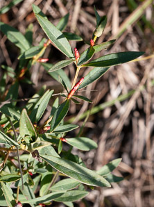 Lysimachia terrestris (swamp candles, bog loosestrife, lake loosestrife, earth loosestrife, bulbil loosestrife)