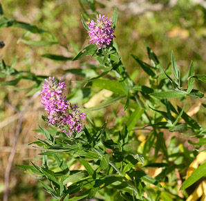 Lythrum virgatum (purple loosestrife, European wand loosestrife)
