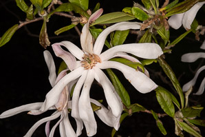 Magnolia stellata (star magnolia)