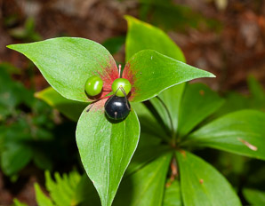 Medeola virginiana (Indian cucumber-root, Indian cucumber)