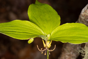 Medeola virginiana (Indian cucumber-root, Indian cucumber)