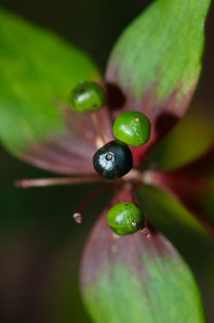 Medeola virginiana (Indian cucumber-root, Indian cucumber)