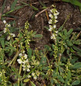 Melilotus officinalis (white sweet clover, yellow sweet clover, sweet clover, sweetclover)