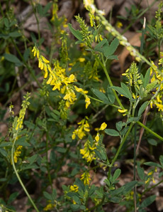 Melilotus officinalis (white sweet clover, yellow sweet clover, sweet clover, sweetclover)