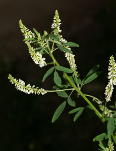 Melilotus officinalis (white sweet clover, yellow sweet clover, sweet clover, sweetclover)