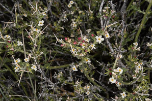 Menodora spinescens (spiny menodora)