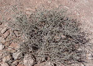 Menodora spinescens (spiny menodora)