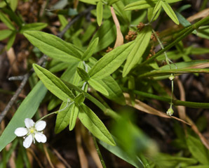 Moehringia lateriflora (blunt-leaved grove-sandwort, bluntleaf sandwort)