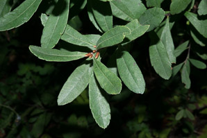 Myrica gale (sweet gale, bog myrtle, sweetgale)