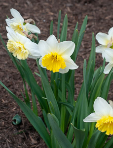 Narcissus L. (daffodil, narcissus)