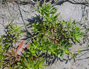 Oenothera parviflora (small-flowered evening-primrose, northern evening primrose)