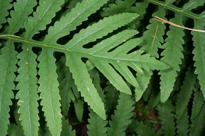 Onoclea sensibilis (sensitive fern, bead fern, meadow brake)