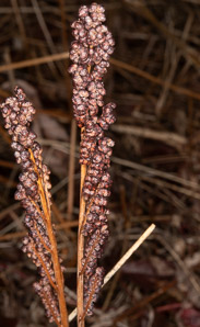 Onoclea sensibilis (sensitive fern, bead fern, meadow brake)