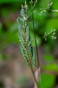 Onoclea sensibilis (sensitive fern, bead fern, meadow brake)