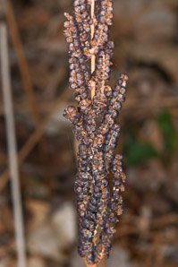 Onoclea sensibilis (sensitive fern, bead fern, meadow brake)