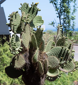 Opuntia galapageia (Galápagos prickly pear, tree prickly pear)