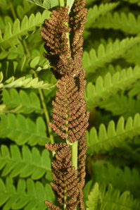 Osmunda claytoniana (interrupted fern)