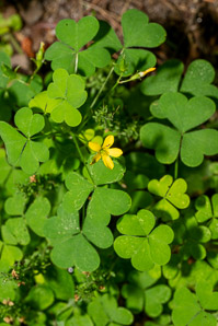 Oxalis stricta (common yellow woodsorrel, common yellow oxalis)