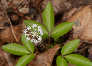 Panax trifolius (dwarf ginseng)