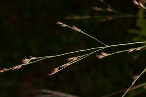 Panicum virgatum (switchgrass)