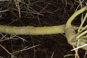 Parkinsonia florida (blue palo verde, blue paloverde, palo verde)