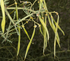 Parkinsonia florida (blue palo verde, blue paloverde, palo verde)