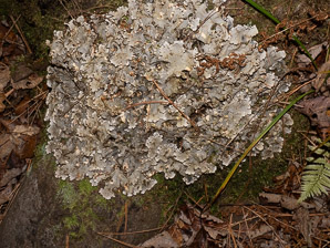 Peltigera Willd. (felt lichen)