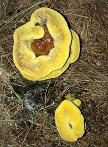 Phaeolus schweinitzii (velvet-top fungus, dyer’s polypore, dyer’s mazegill, brown-cubical butt rot, red-brown butt rot)